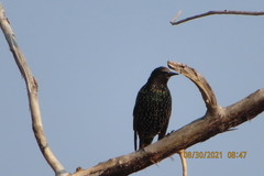 Sturnus vulgaris