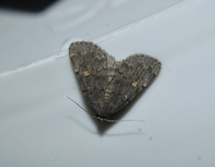 Idia diminuendis