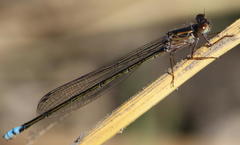 Pseudagrion deningi