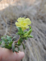 Oenothera indecora indecora
