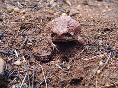 Breviceps adspersus
