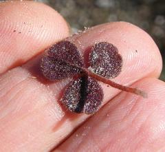 Oxalis eckloniana-nidulans
