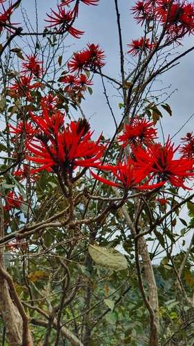 Erythrina speciosa