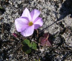 Oxalis eckloniana-nidulans
