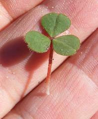Oxalis eckloniana-nidulans