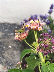 Phaedrotettix violai