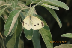 Pieris rapae