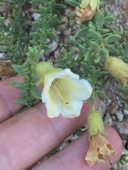 Lycium bridgesii