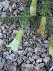 Lycium bridgesii