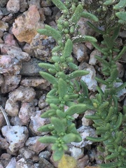 Lycium bridgesii