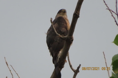 Accipiter cooperii