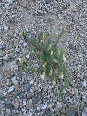 Lycium bridgesii