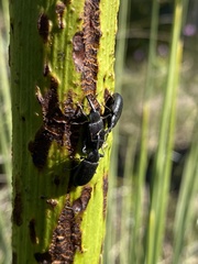 Paratranes zimmermani