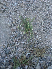 Lycium bridgesii