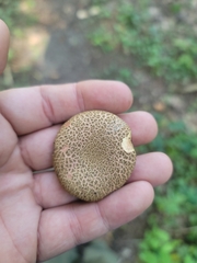 Xerocomellus truncatus