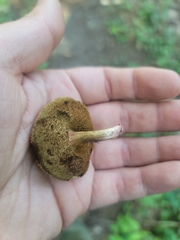 Xerocomellus truncatus