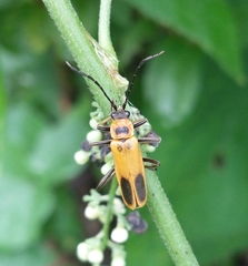 Chauliognathus pensylvanicus