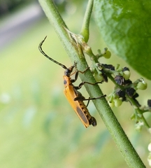 Chauliognathus pensylvanicus