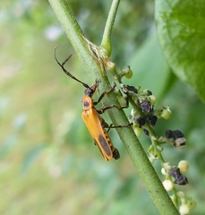 Chauliognathus pensylvanicus