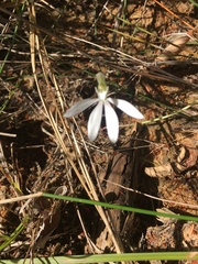 Caladenia catenata