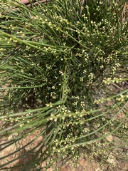 Psilotum