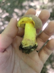 Butyriboletus brunneus