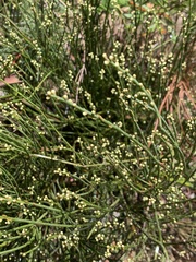 Psilotum