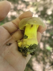 Butyriboletus brunneus