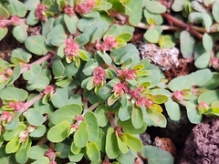 Euphorbia indivisa
