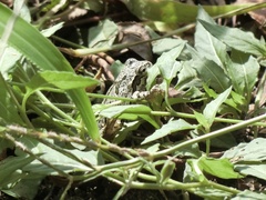 Hyla japonica