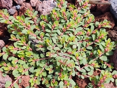Euphorbia indivisa