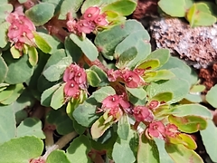Euphorbia indivisa