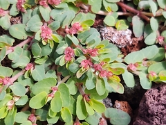 Euphorbia indivisa