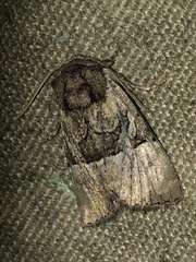 Meropleon diversicolor