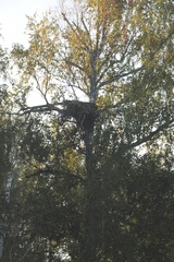 Haliaeetus albicilla