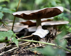 Agaricus kriegeri