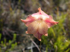 Gladiolus maculatus