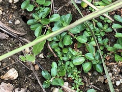 Ludwigia peploides montevidensis