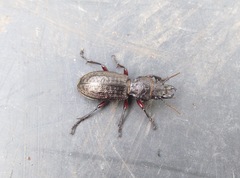 Mecodema sculpturatum