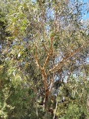 Eucalyptus goniocalyx