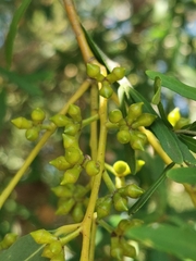 Eucalyptus goniocalyx