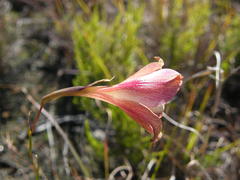 Gladiolus maculatus