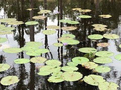 Nymphaea nouchali caerulea