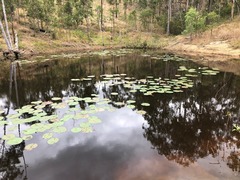 Nymphaea nouchali caerulea