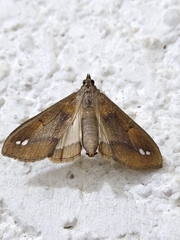 Diaphania fumosalis