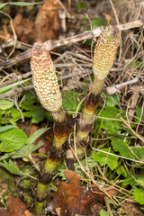 Equisetum telmateia telmateia