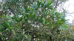 Voacanga thouarsii