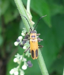 Chauliognathus pensylvanicus