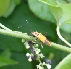 Chauliognathus pensylvanicus