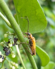 Chauliognathus pensylvanicus
